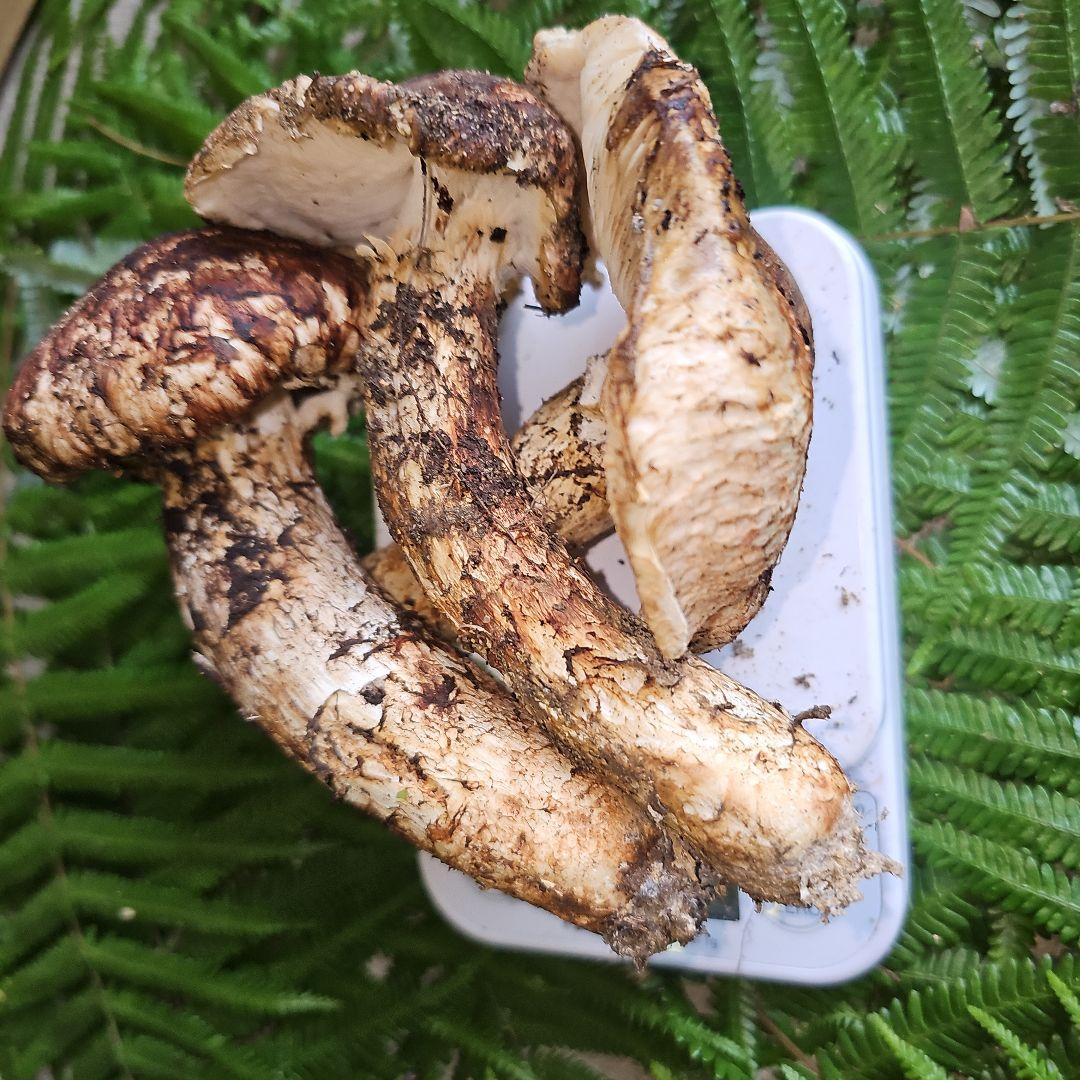 広島県産 松茸 248g