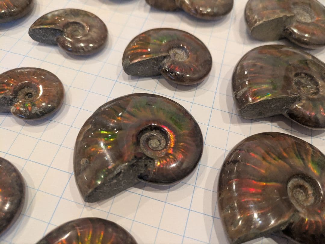 アンモナイト・アンモライト コレクション 約38個