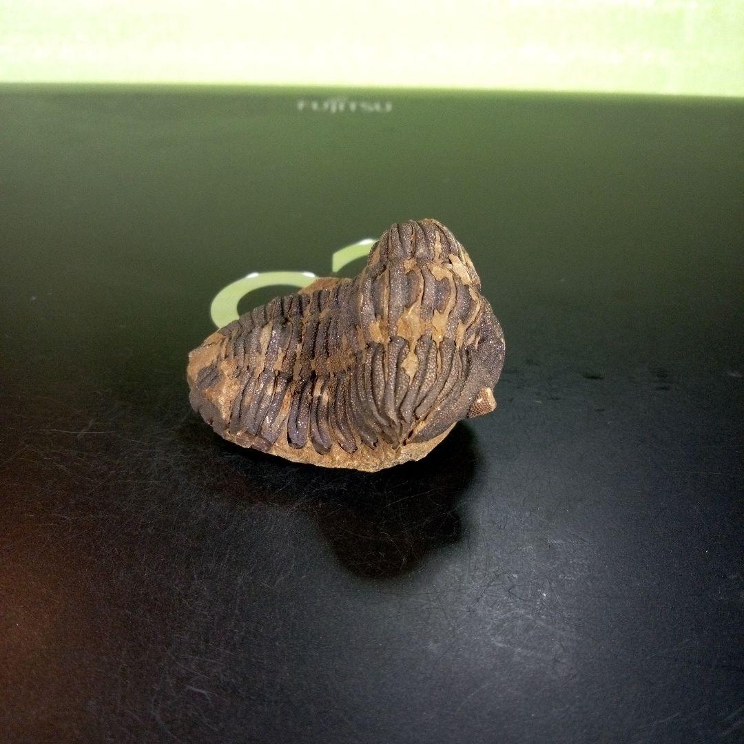 三葉虫　化石　ボリビア産　南アメリカ　trilobite　Bolivia三葉虫④