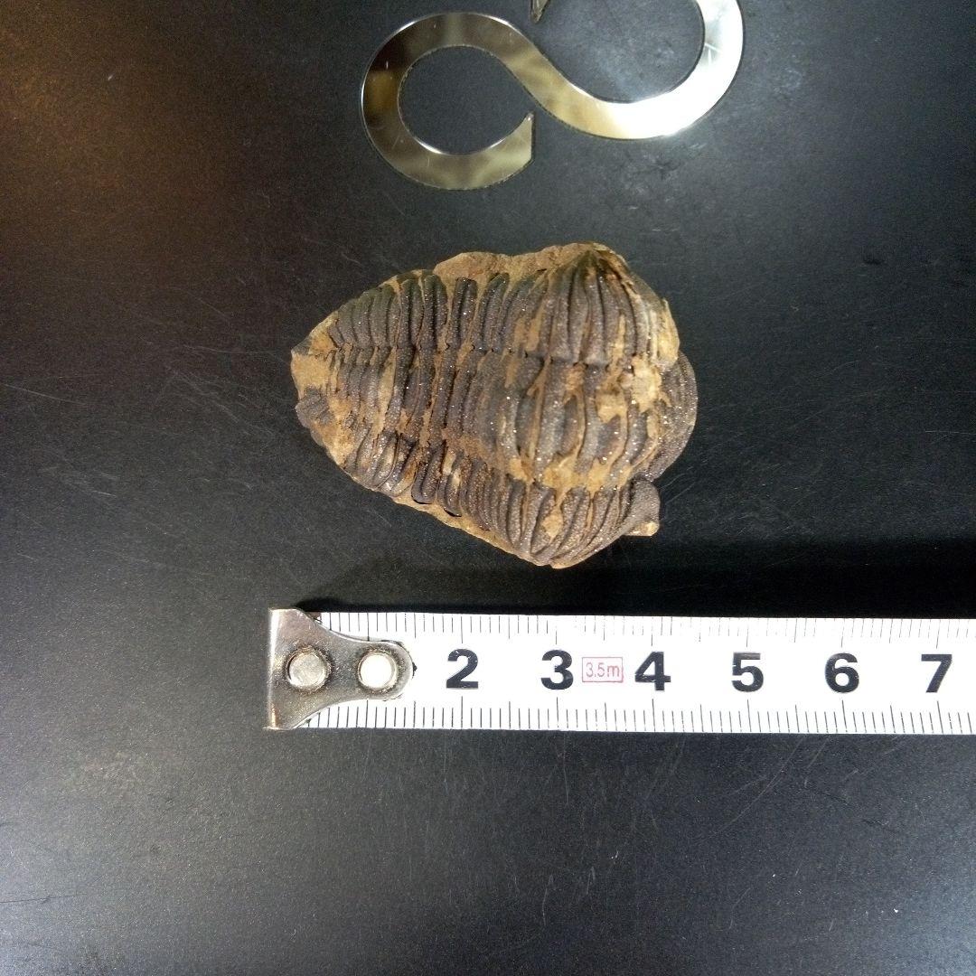 三葉虫　化石　ボリビア産　南アメリカ　trilobite　Bolivia三葉虫④