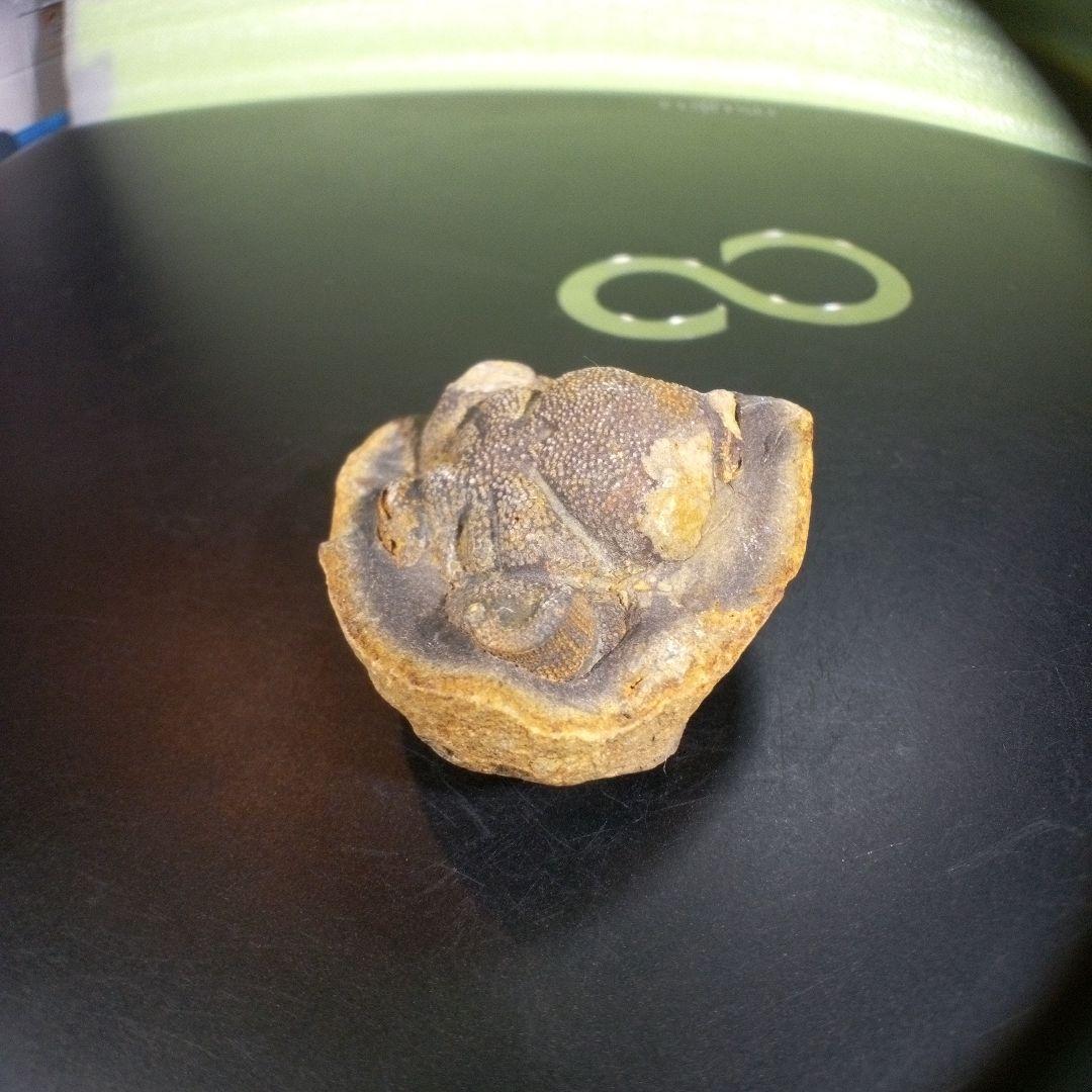 三葉虫　化石　fossil　ボリビア産　trilobite　ボリビア三葉虫郡②