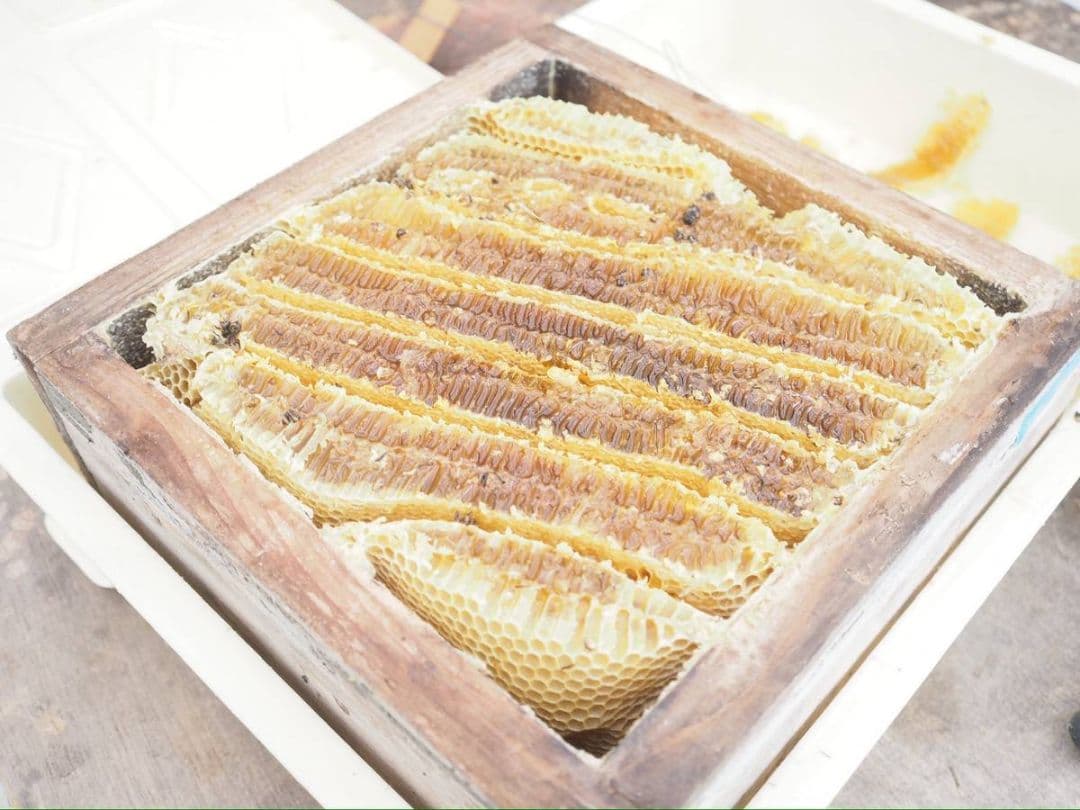 日本ミツバチ濃厚蜂蜜（秋蜜600g✕2）