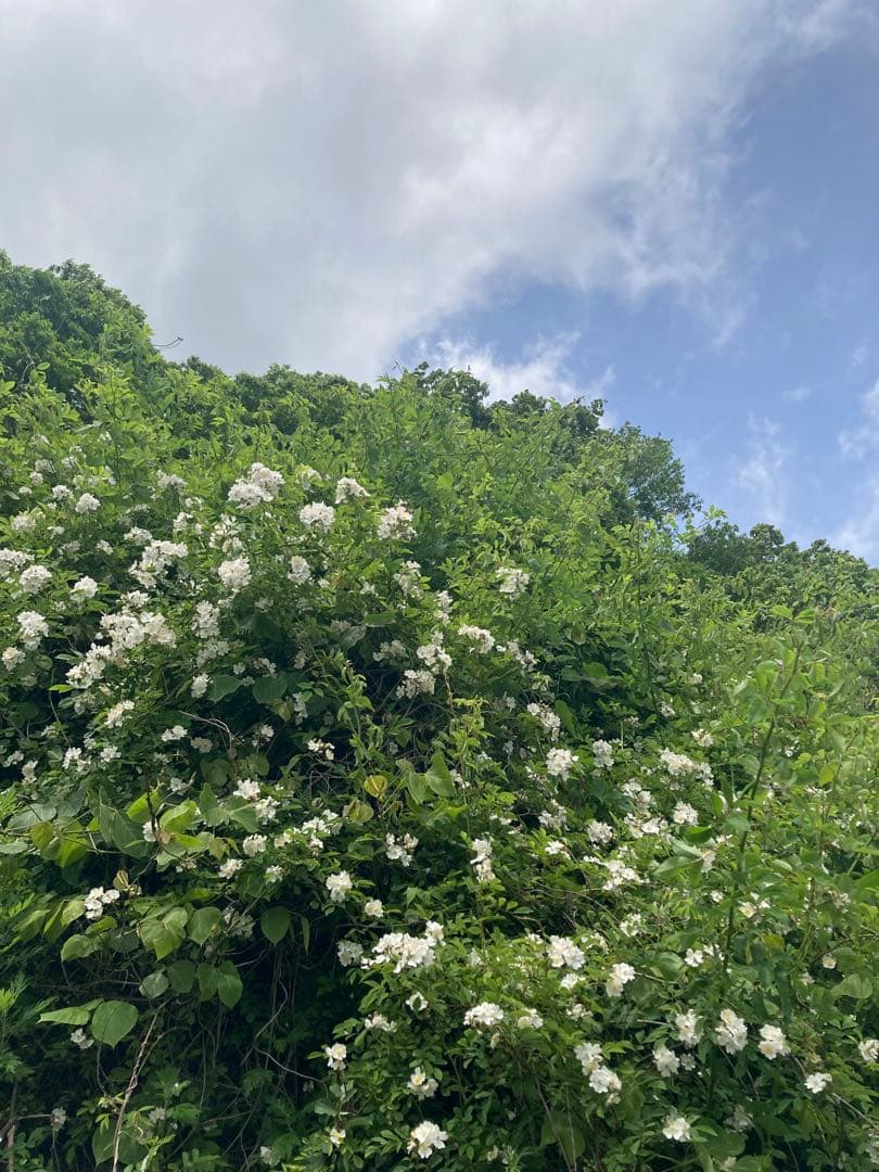 taluho　ニホンミツバチ　生ハチミツ　日本蜜蜂　1120g