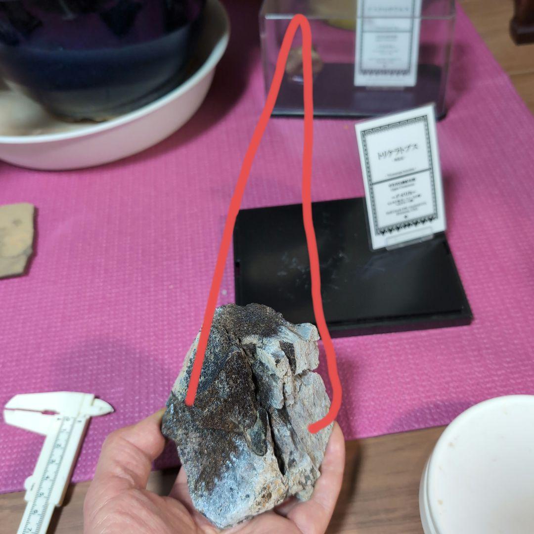 本物　トリケラトプス　特大角化石の一部　ラベル付き 485グラム
