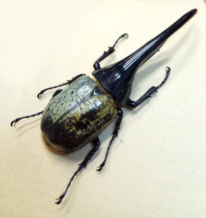 ヘラクレスオオカブト