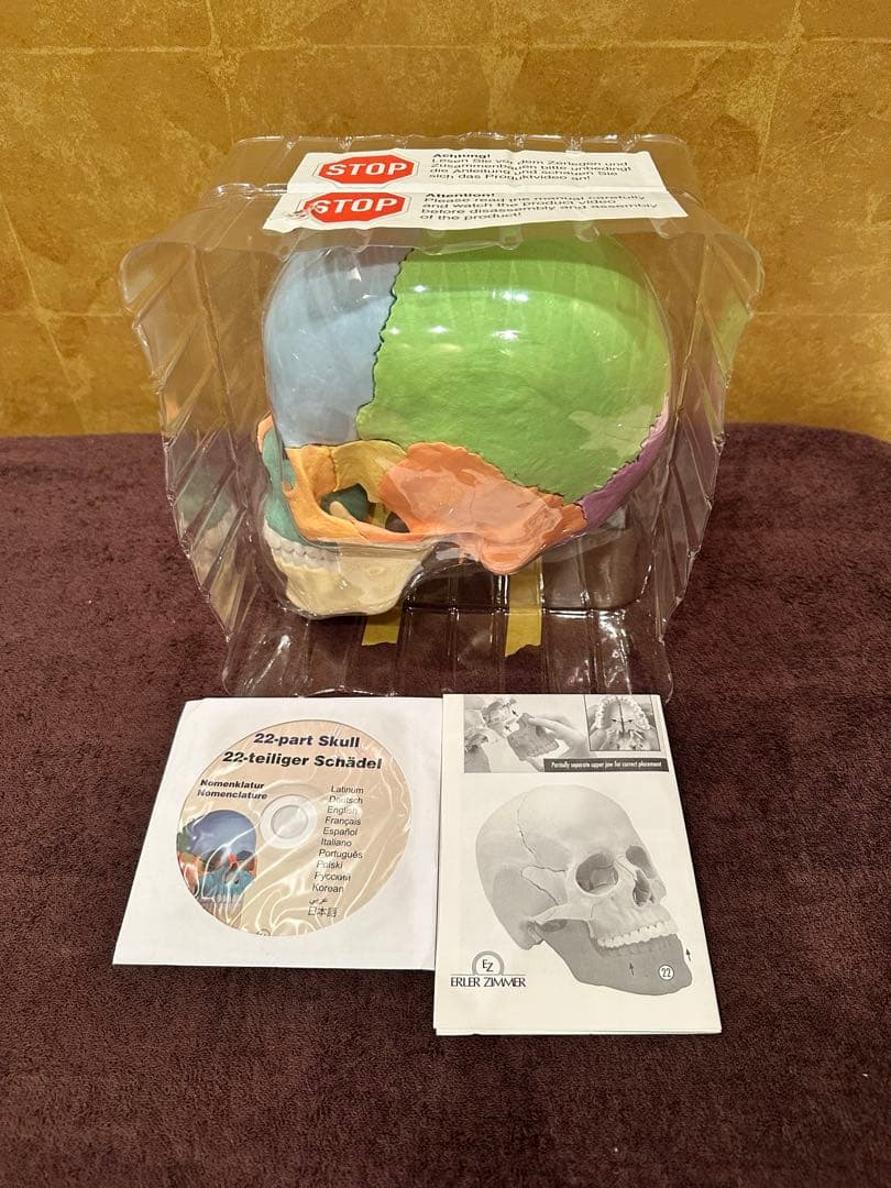 ■ドイツ3B社製頭蓋骨22分解キッ ト表示>マルチカラー　◾️新品未使用品