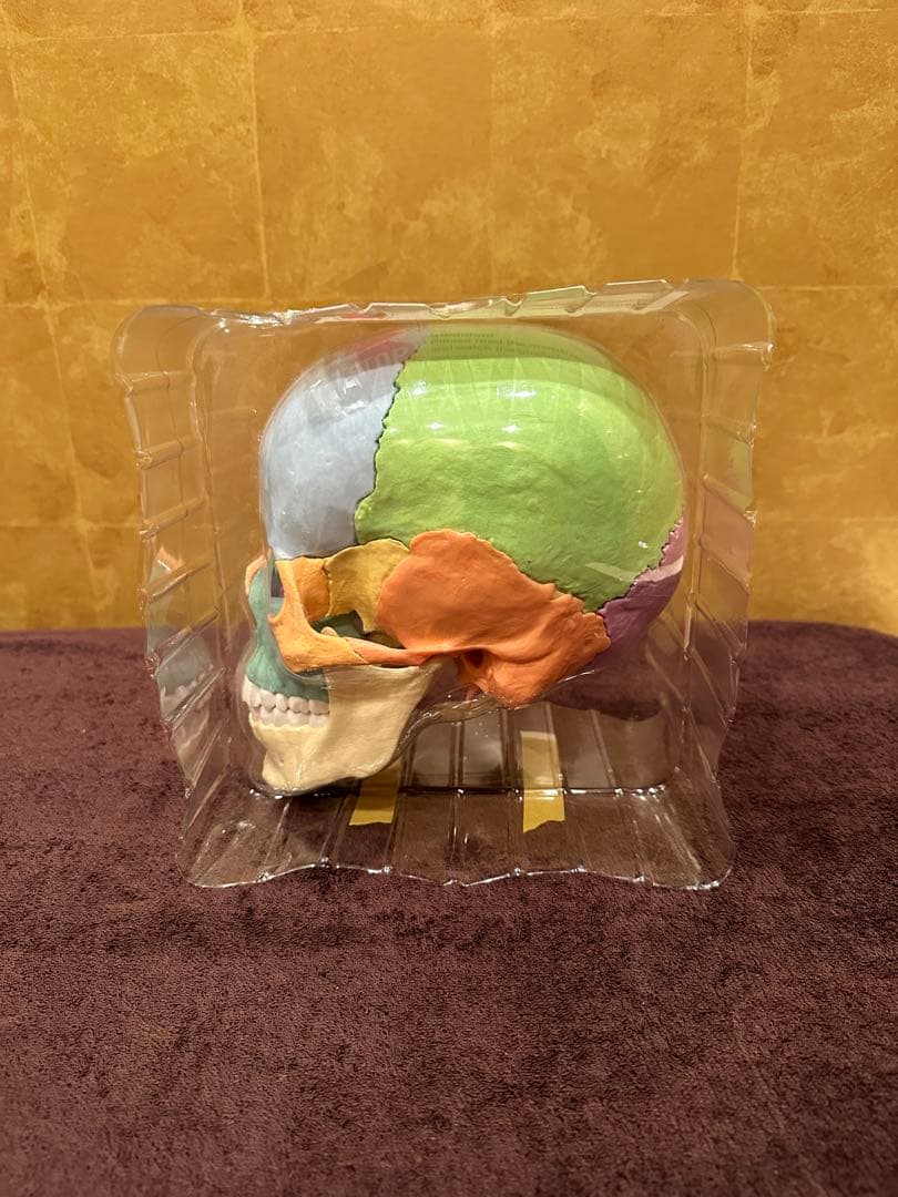 ■ドイツ3B社製頭蓋骨22分解キッ ト表示>マルチカラー　◾️新品未使用品