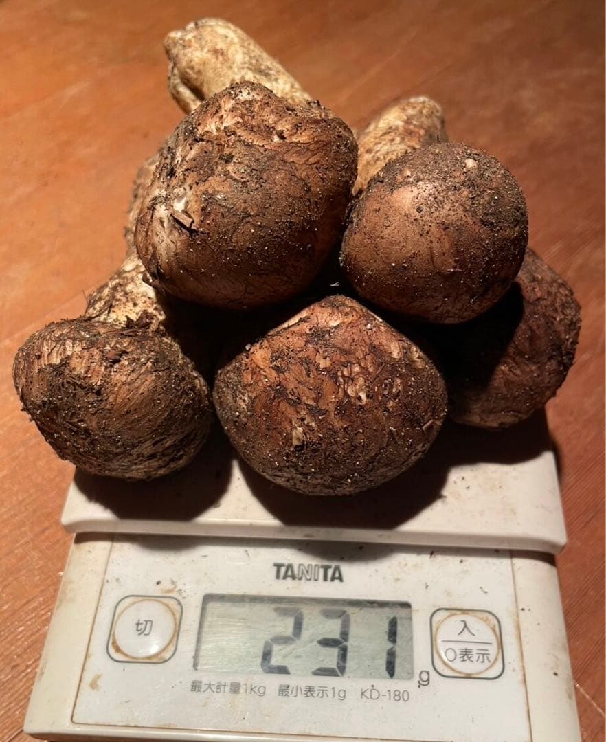 南信州産松茸　良品 10/15夕方採り231g