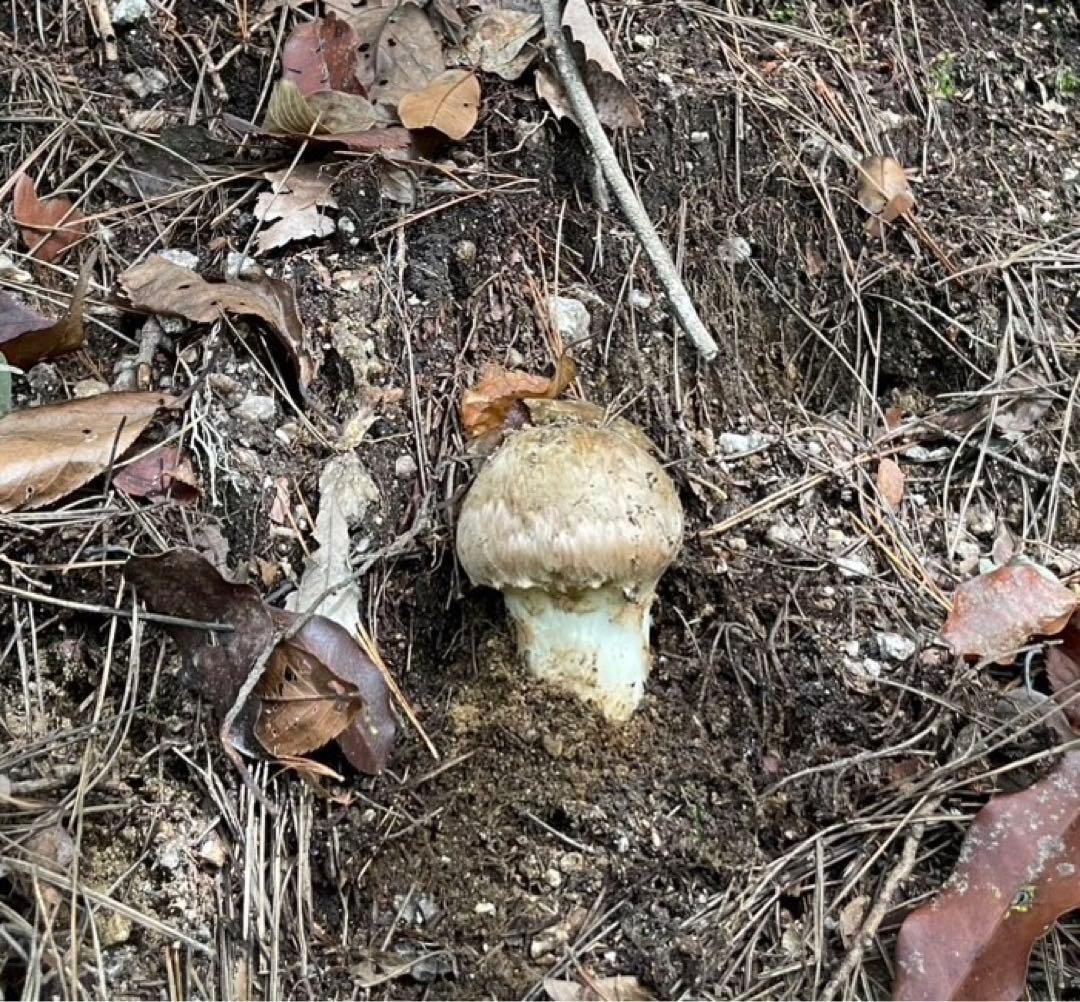 南信州産松茸　良品 10/15夕方採り231g