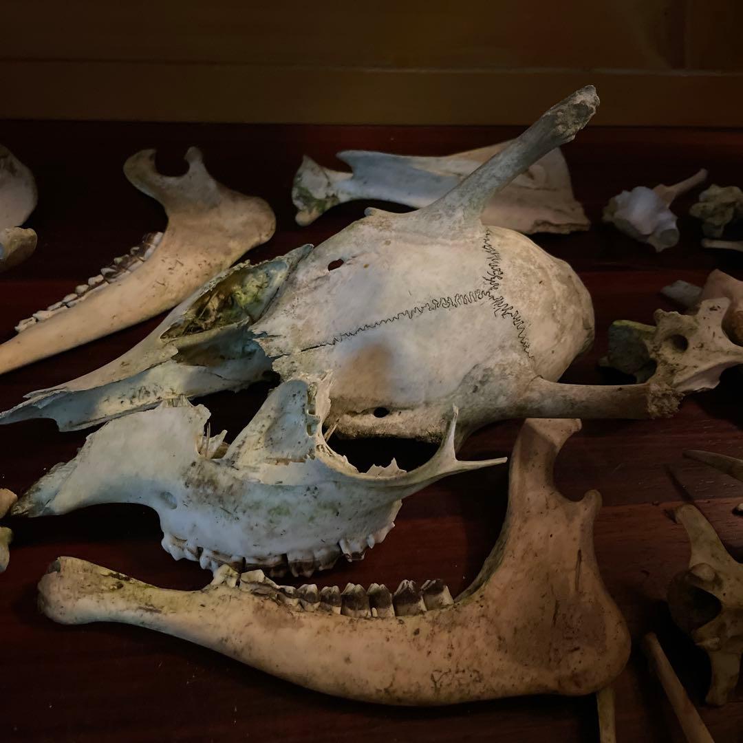 _*様 激レア美品　鹿の骨