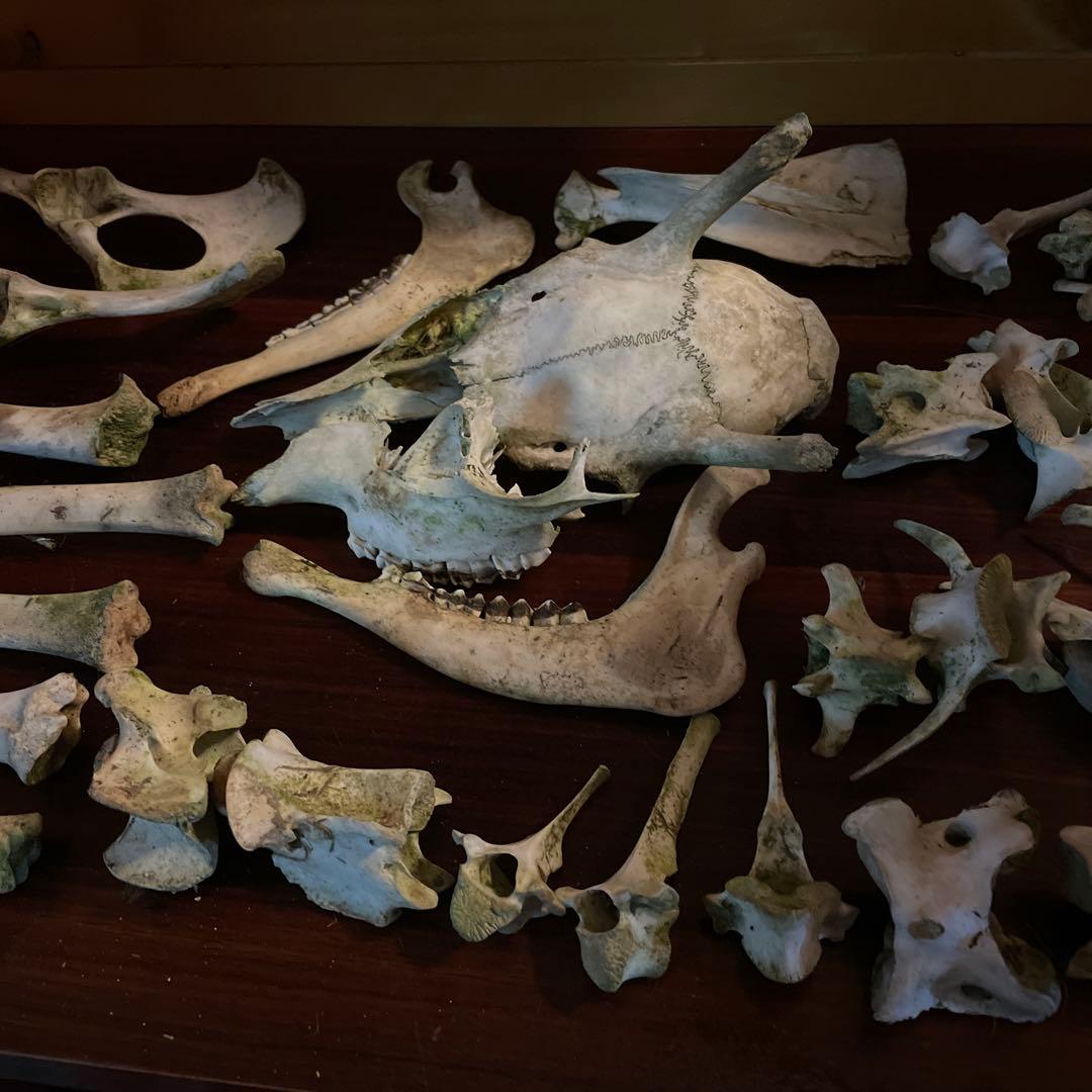 _*様 激レア美品　鹿の骨