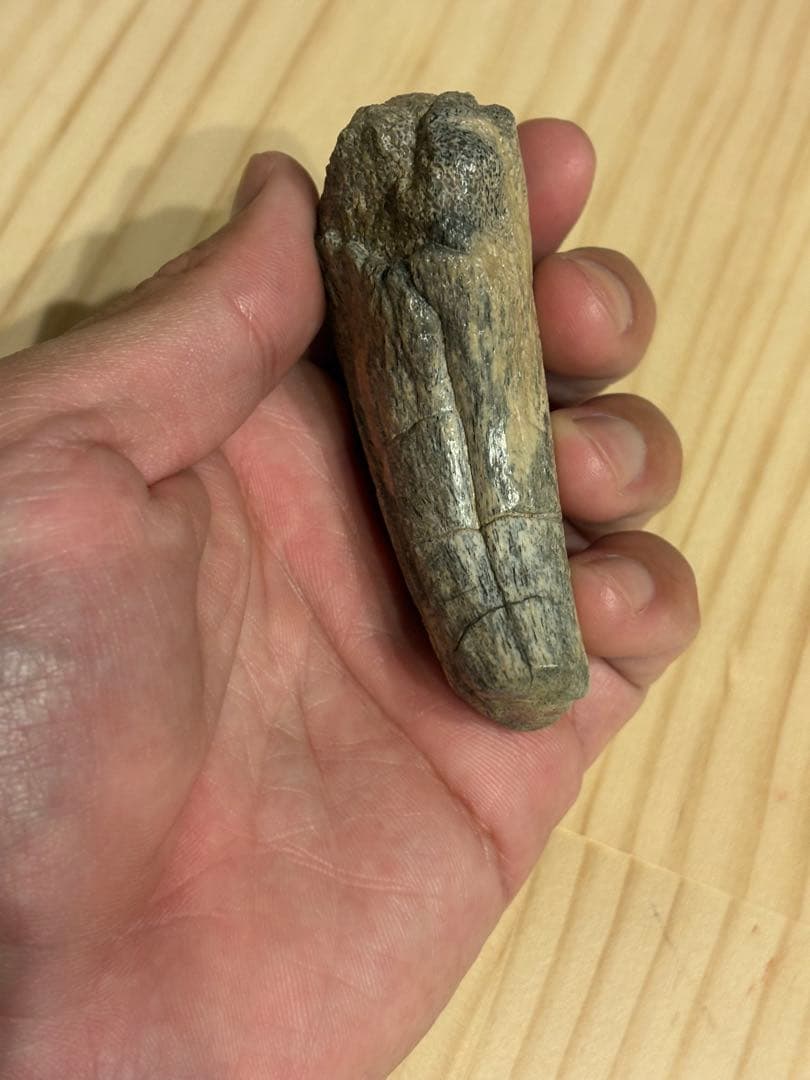 オススメ　補修なし　スコミムスのハンドクロウ　化石　恐竜