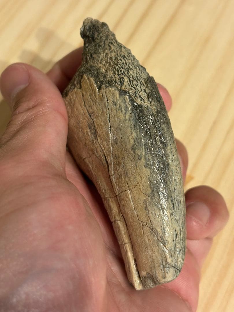 オススメ　補修なし　スコミムスのハンドクロウ　化石　恐竜