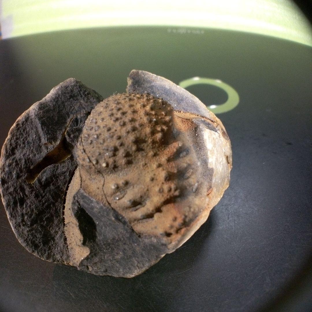 三葉虫　化石　fossil　海　ボリビア産　trilobite　ボリビア化石郡⑤