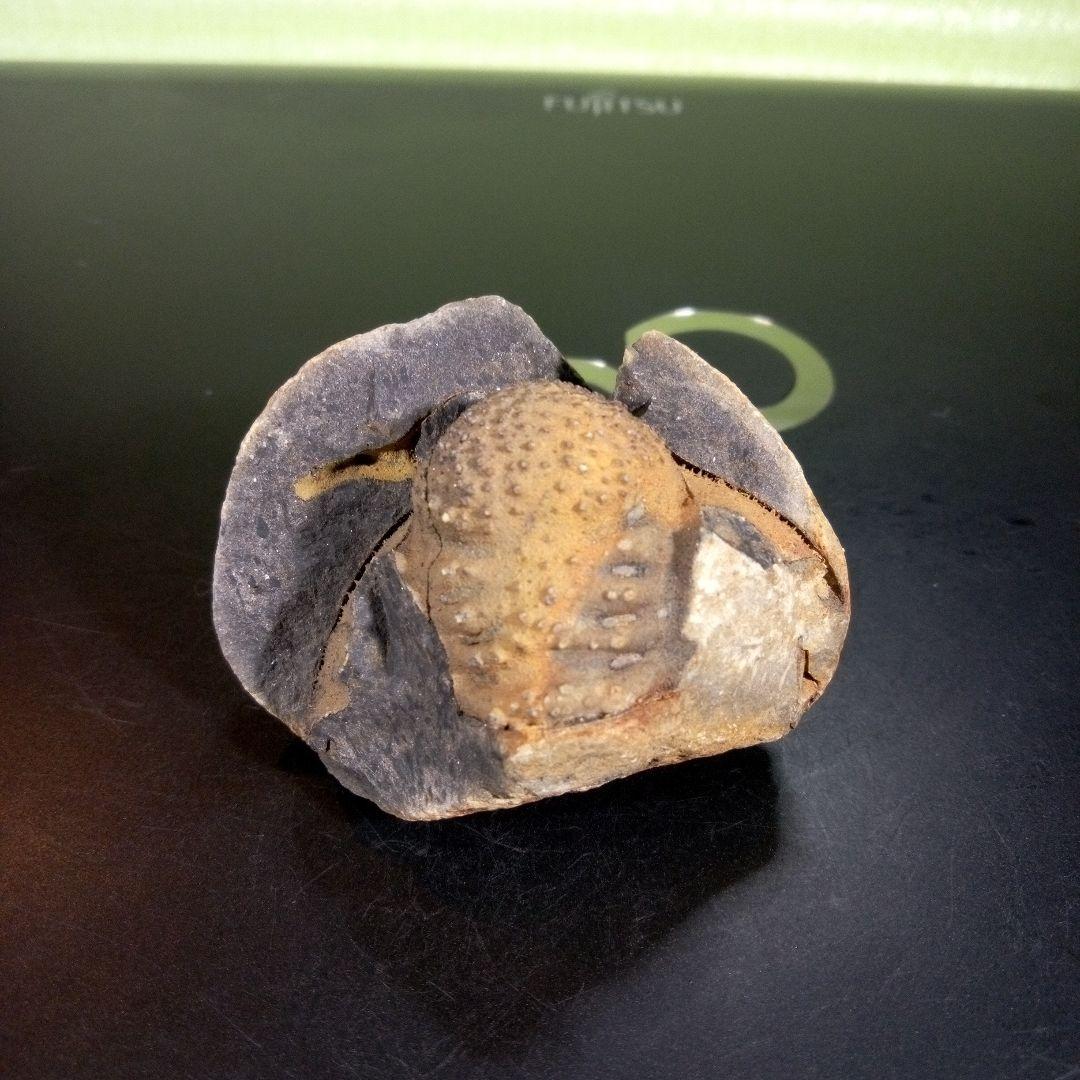 三葉虫　化石　fossil　海　ボリビア産　trilobite　ボリビア化石郡⑤