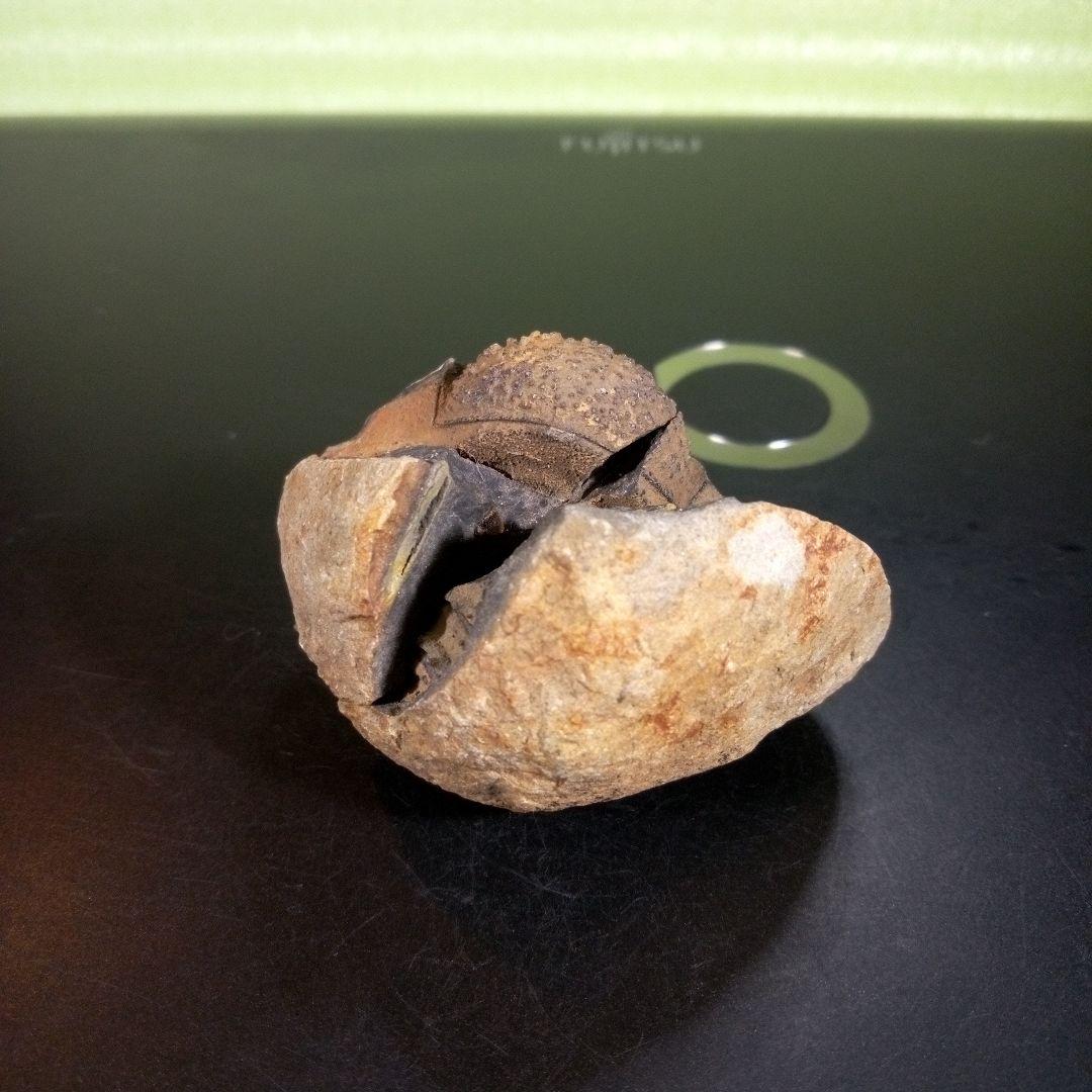 三葉虫　化石　fossil　海　ボリビア産　trilobite　ボリビア化石郡⑤