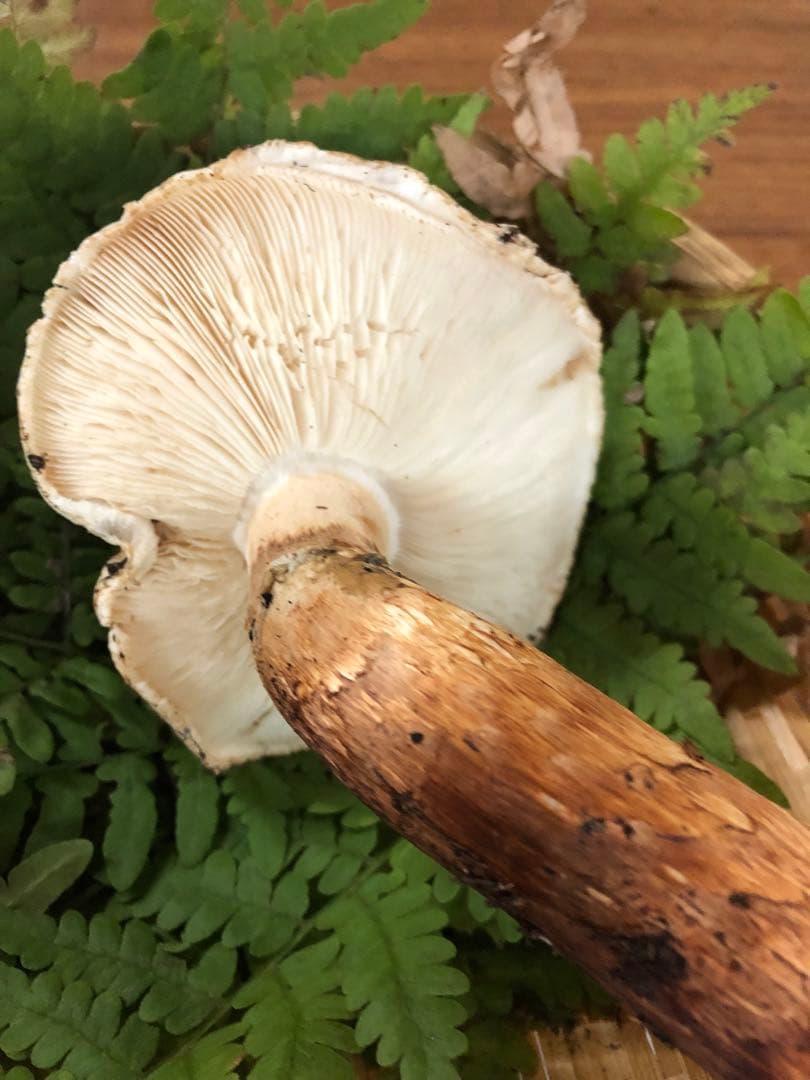 岩手県産　訳あり天然松茸（221.5g）③