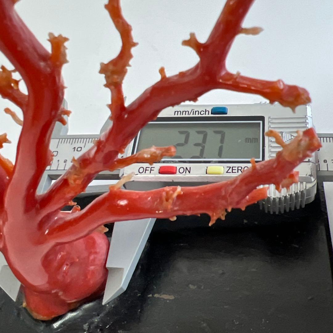 本血赤珊瑚　原木　195g(台込) 最大23.7mmトカコ東な8-0130☆1F