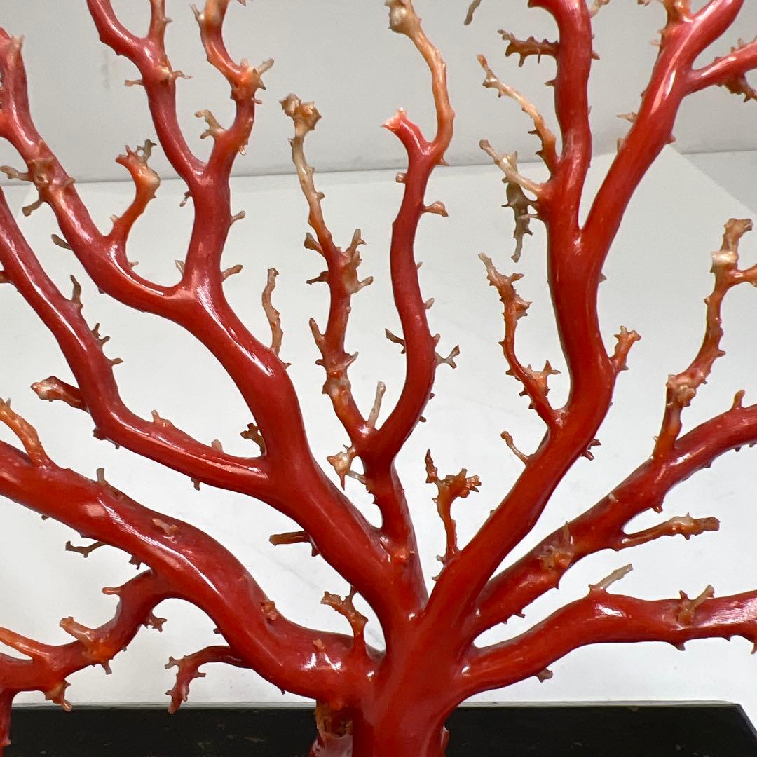 本血赤珊瑚　原木　195g(台込) 最大23.7mmトカコ東な8-0130☆1F