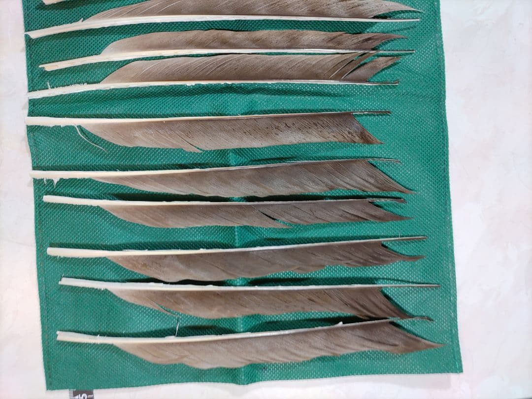 矢羽根　　磯鷲　ナタ貝方　12枚