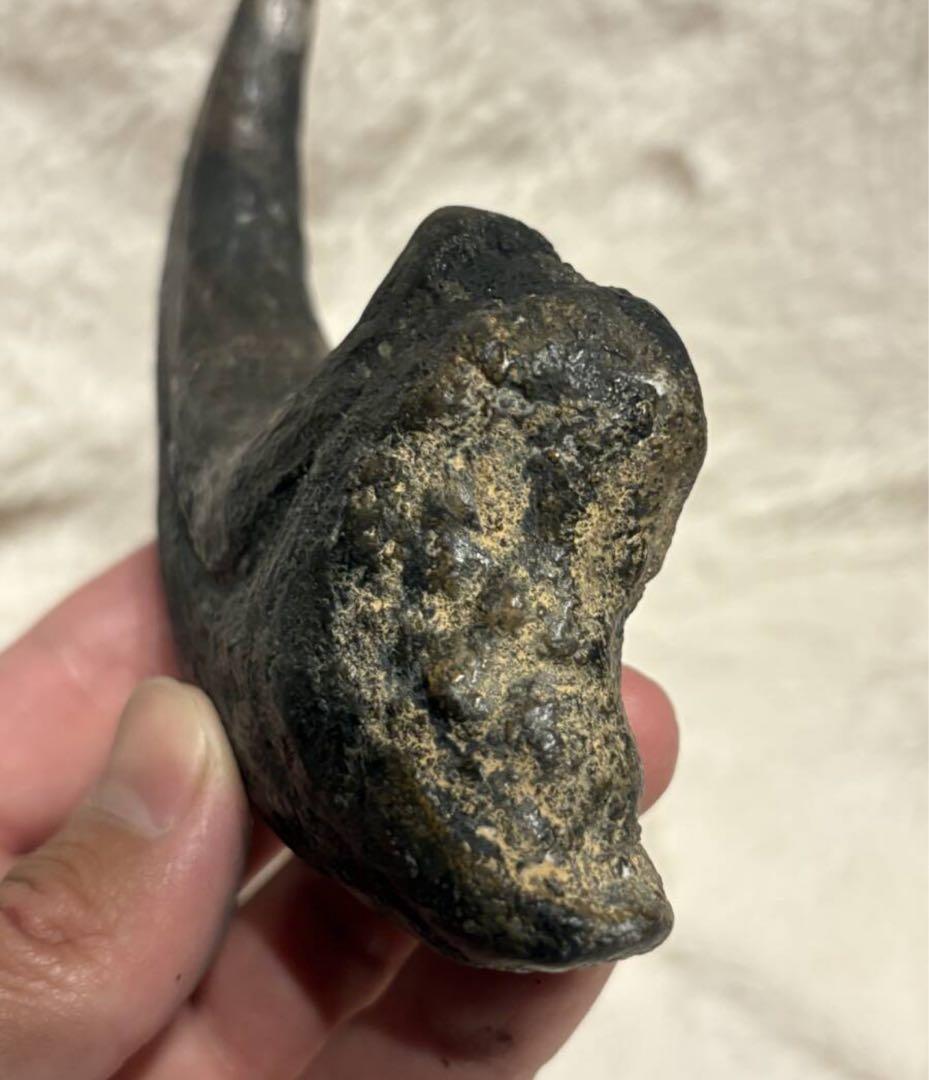 アフロベナトル　爪　化石　恐竜　/ティラノサウルス、スピノサウルス