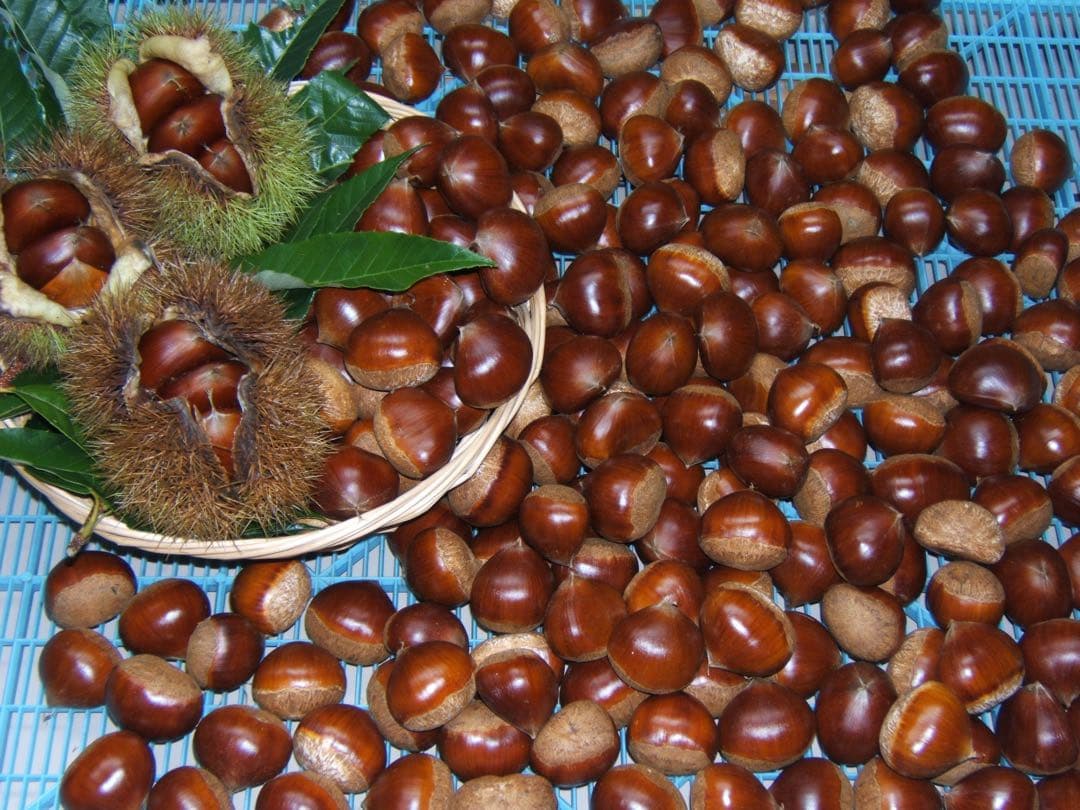 幻の栗⭐︎中山栗2L~4L混合5kgクール便（匿名不可）農家直送2025-018