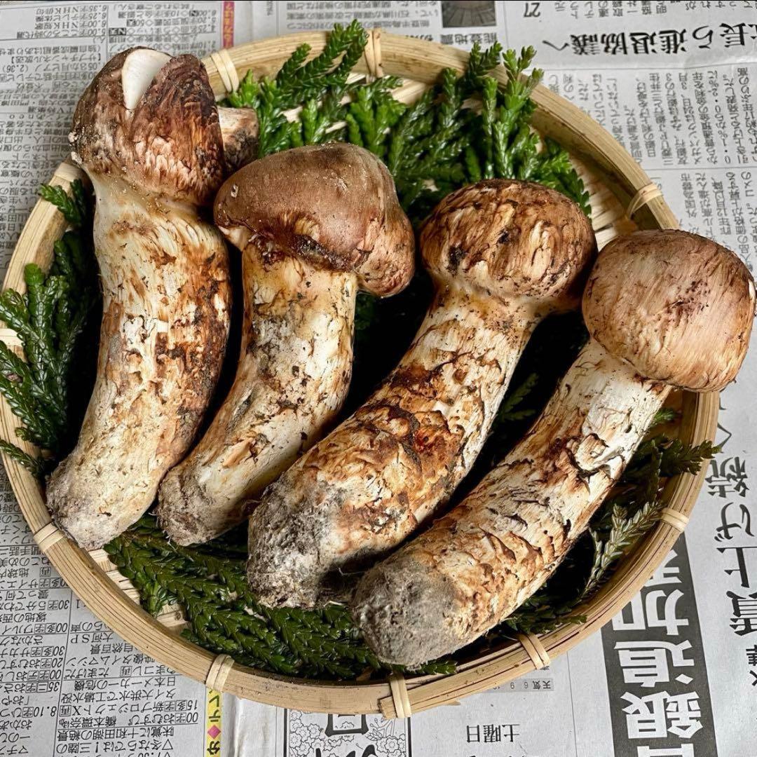 天然きのこ 松茸 国産 マツタケ まつたけ 大自然の凛さん採取その153