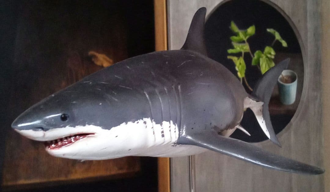 サメ　模型　ホホジロザメ　超絶モデル