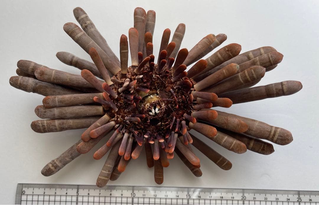 超希少 ‼️ パイプウニ ウニ 貝殻 標本 置物 インテリア