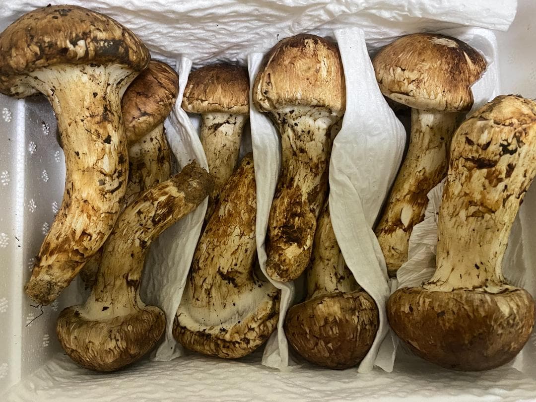 新鮮マツタケ 中蕾500g高級品