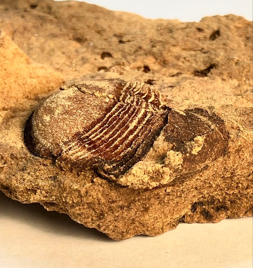 三葉虫　化石　Meitanillaenus