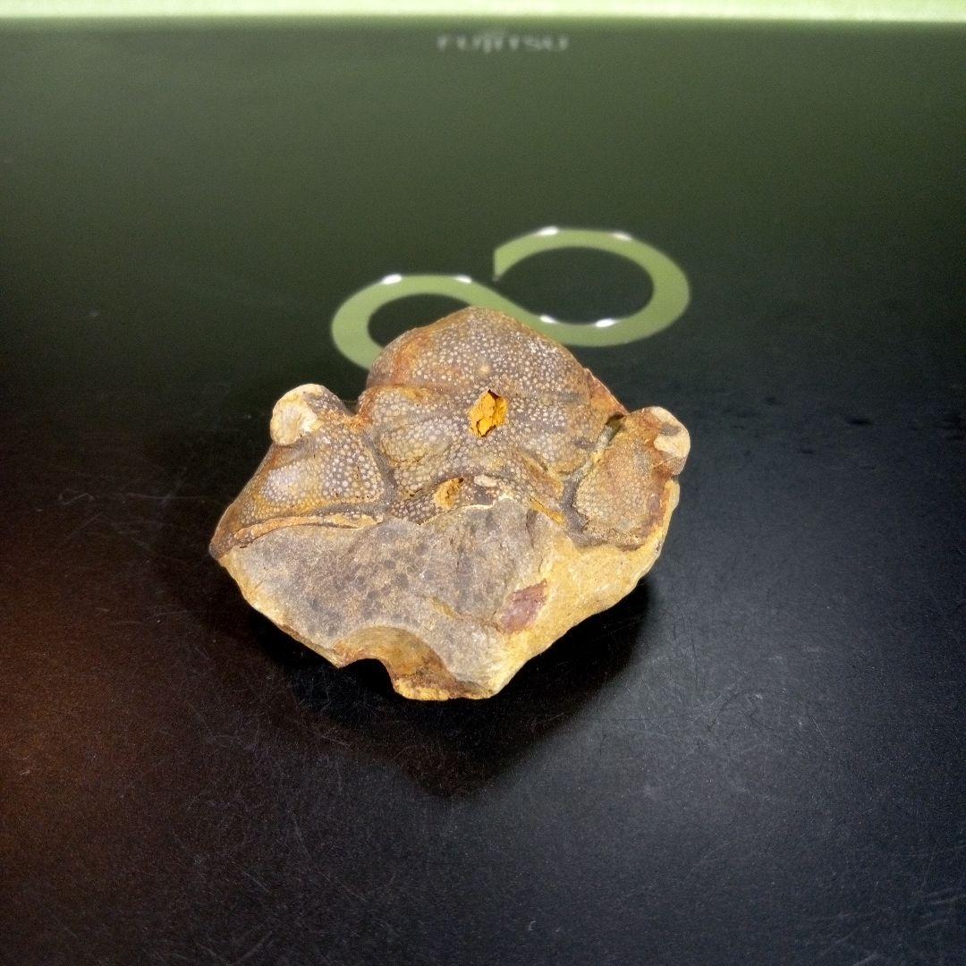 三葉虫　化石　fossil　海　ボリビア産　trilobite　ボリビア化石郡⑦