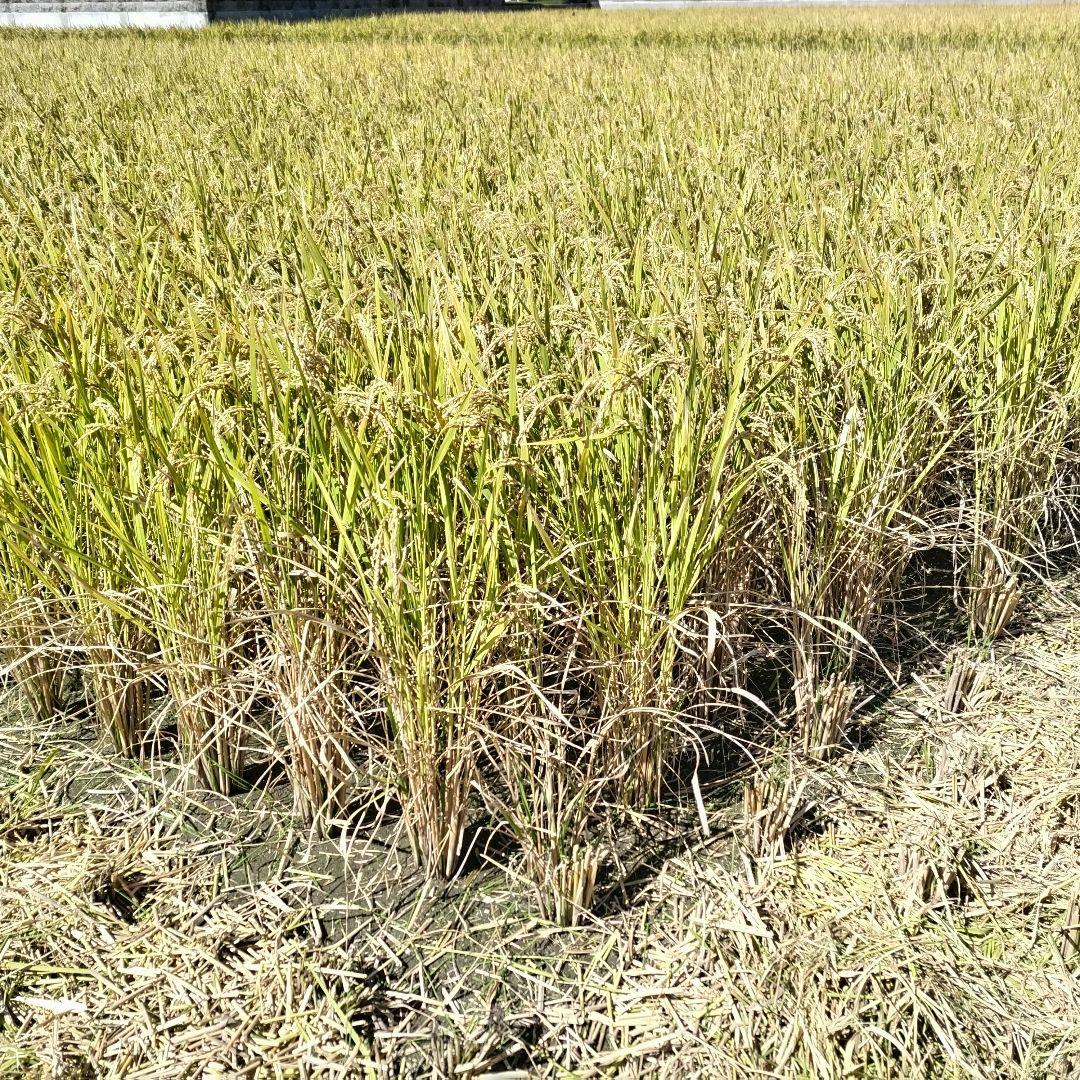 農薬不使用　ヒノヒカリ10kg　令和7年度産　色選別済み