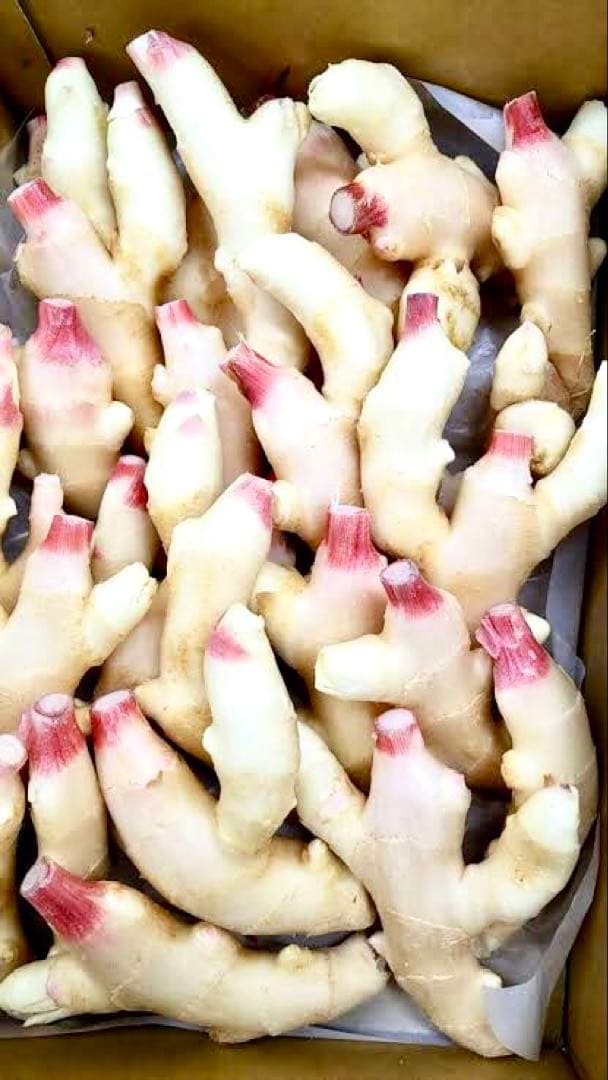 ケン様　新生姜５キロおまけ付き