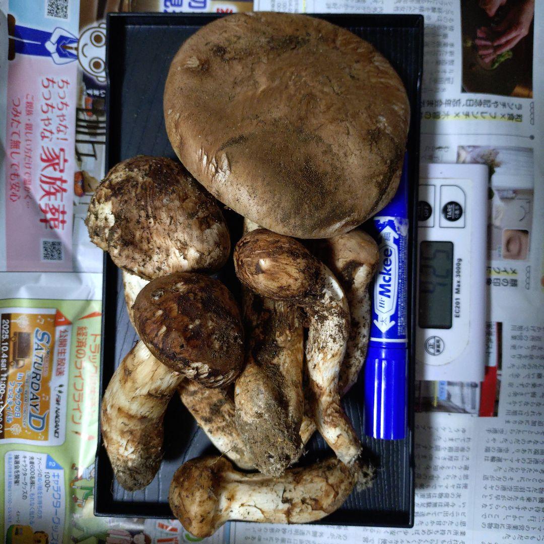 長野県産　南信州産　松茸　425g　③