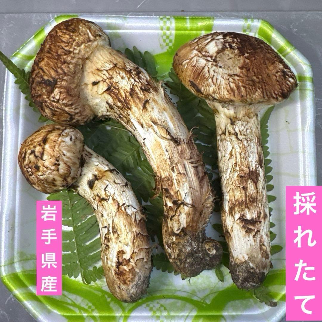 岩手県産　採れたて！　マツタケ　松茸　まつたけ　国産　天然