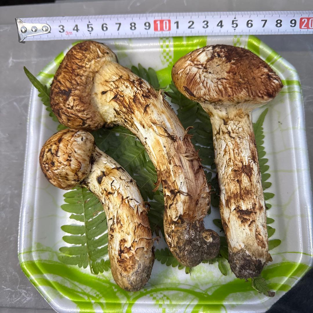 岩手県産　採れたて！　マツタケ　松茸　まつたけ　国産　天然