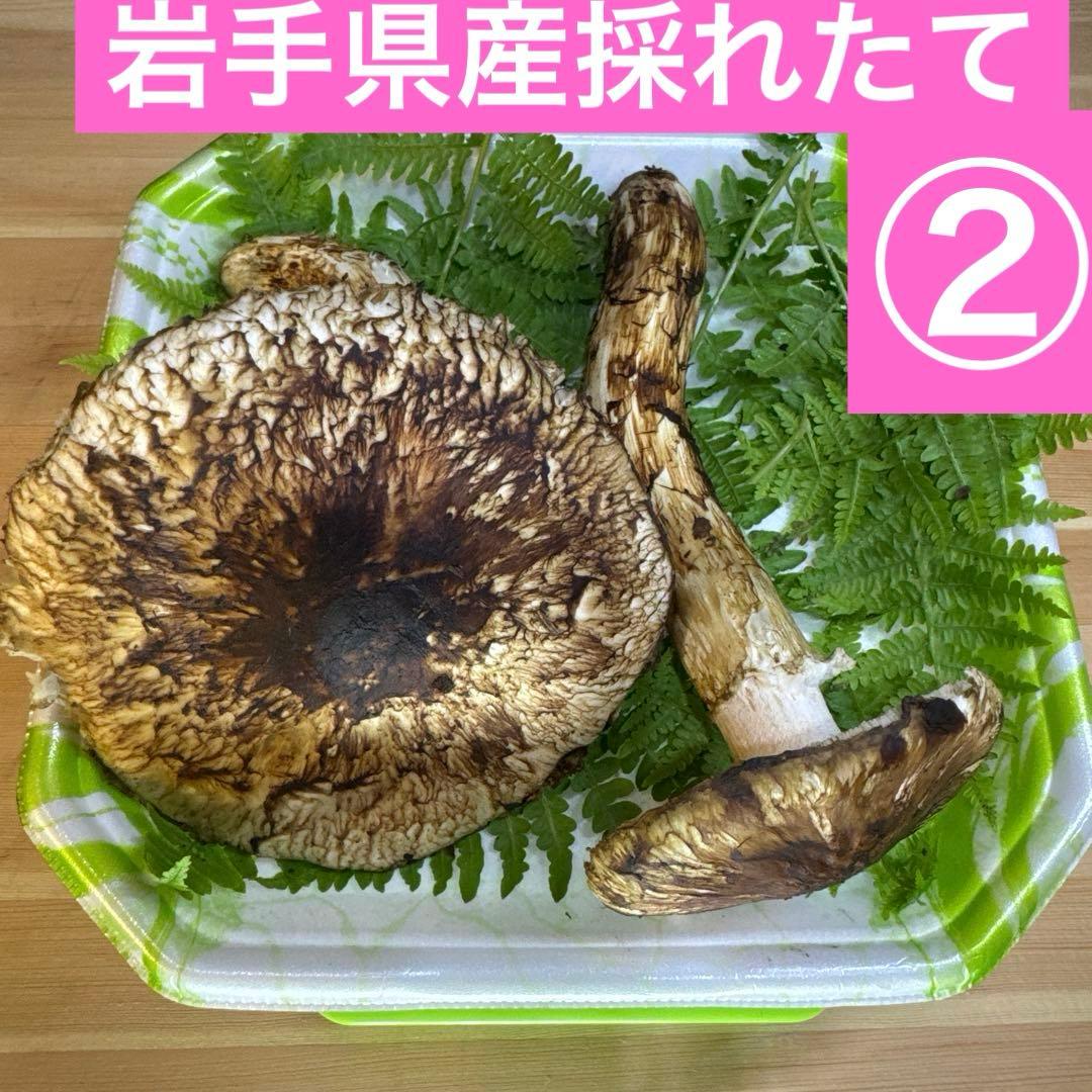 岩手県産　採れたて！　松茸　マツタケ　まつたけ　国産　天然