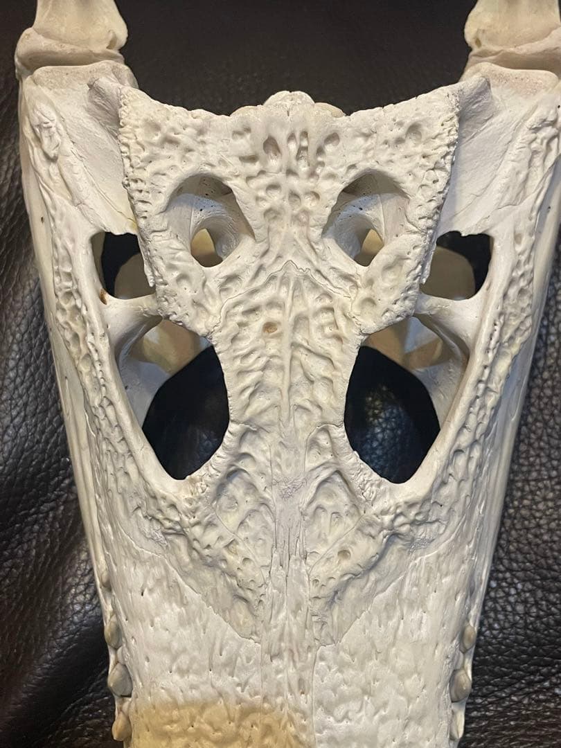 ma【実物】ワニ頭骨　シャムワニ　頭骨標本　本物　ワニ　標本　美品