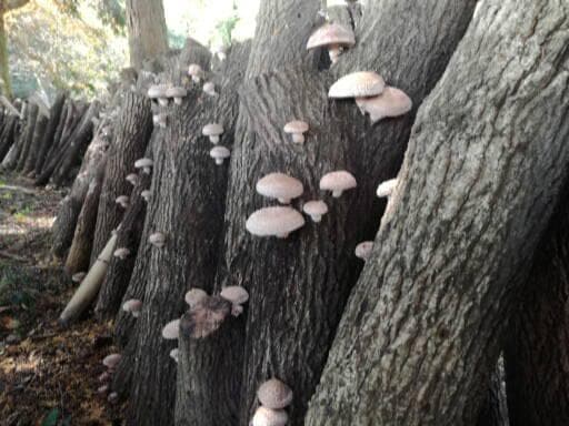 フォロー無しでのお値下げさまご予約専用 大分県特産 生どんこ椎茸「秋子」ダブル