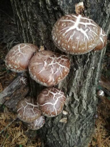 フォロー無しでのお値下げさまご予約専用 大分県特産 生どんこ椎茸「秋子」ダブル