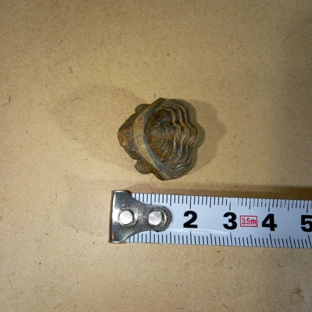 三葉虫　化石　三葉虫化石　究極のレトロ　fossil　ボリビア産　化石管理番号⑰