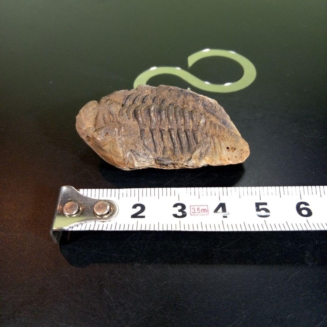 三葉虫　化石　fossil　ボリビア　trilobite　三葉虫綱　三葉虫管理⑦