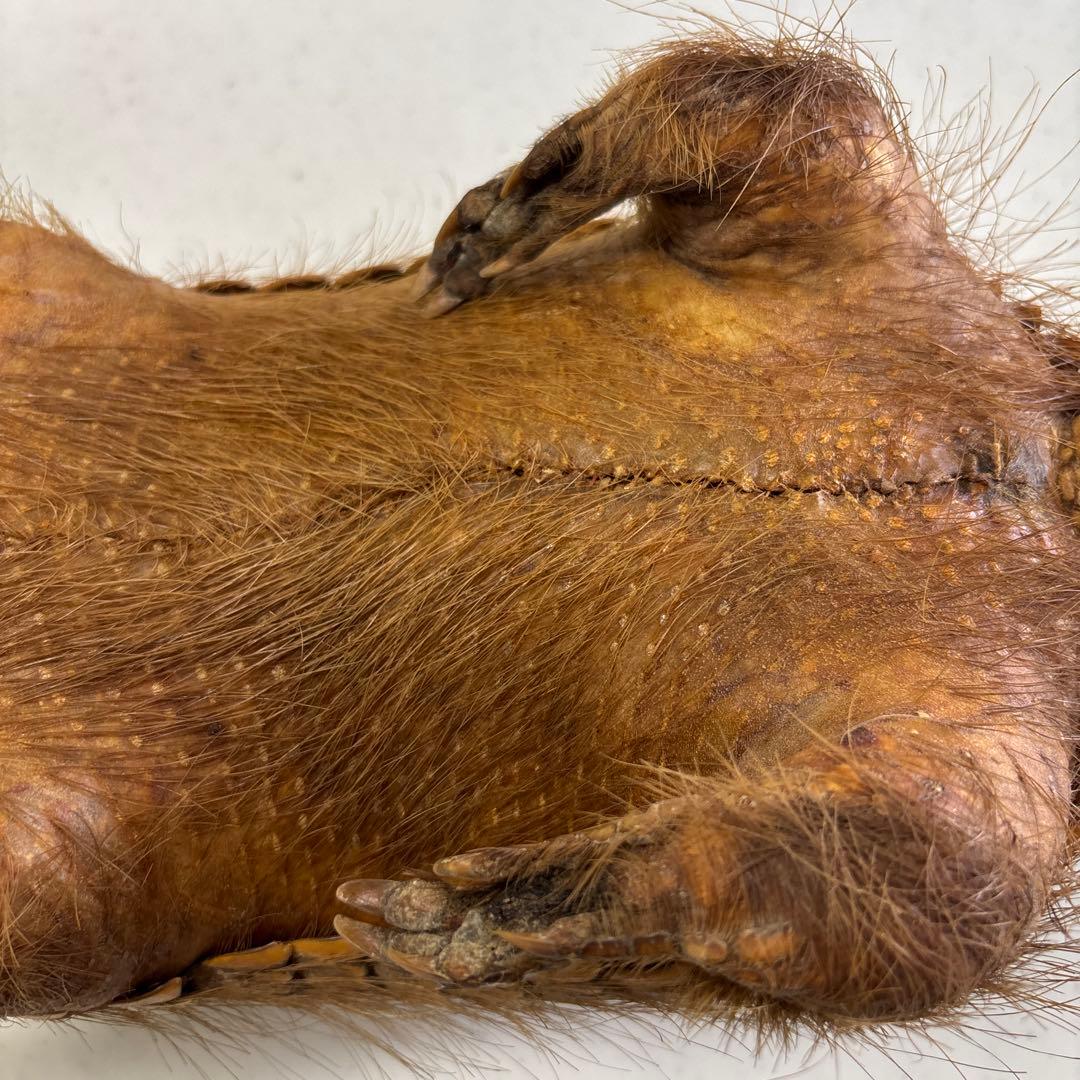 アルマジロ剥製