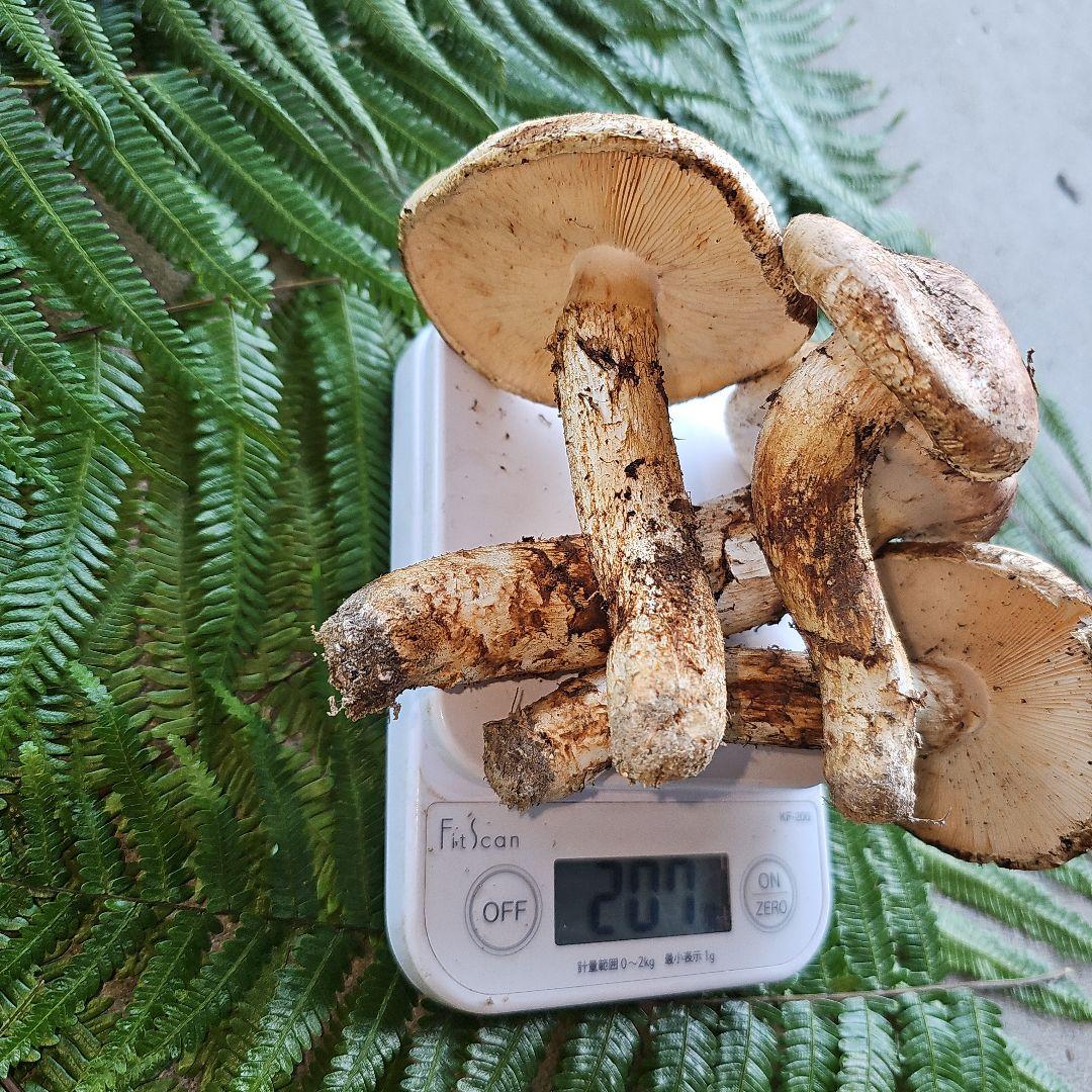 広島県産 松茸207g+　さくらこ