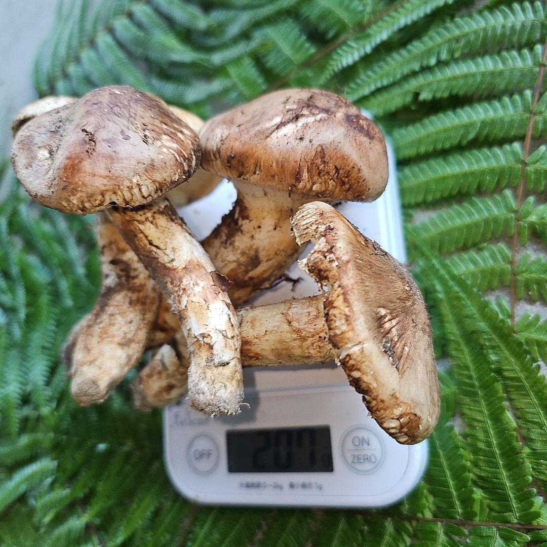 広島県産 松茸207g+　さくらこ