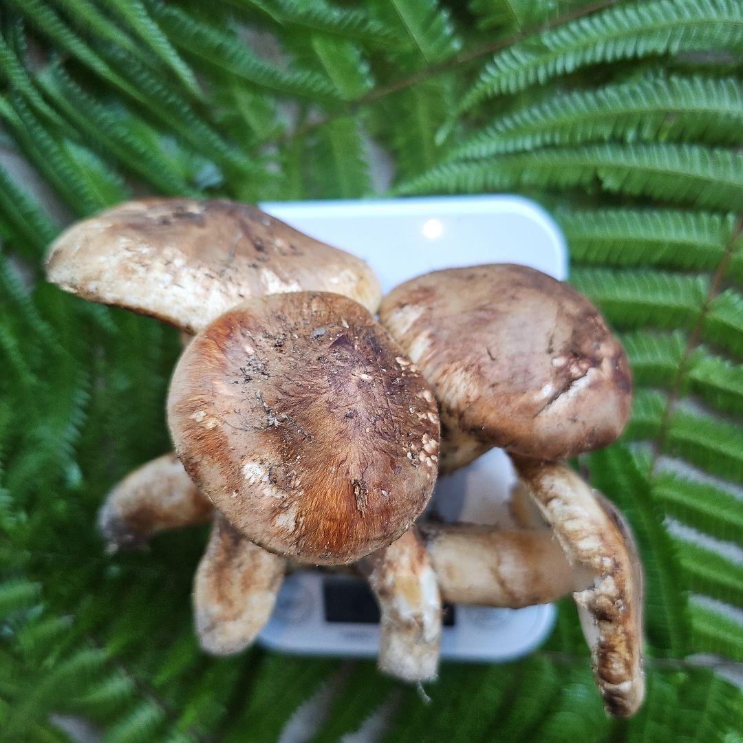 広島県産 松茸207g+　さくらこ