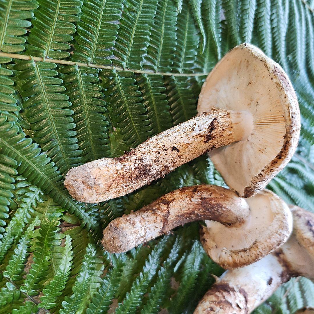 広島県産 松茸207g+　さくらこ