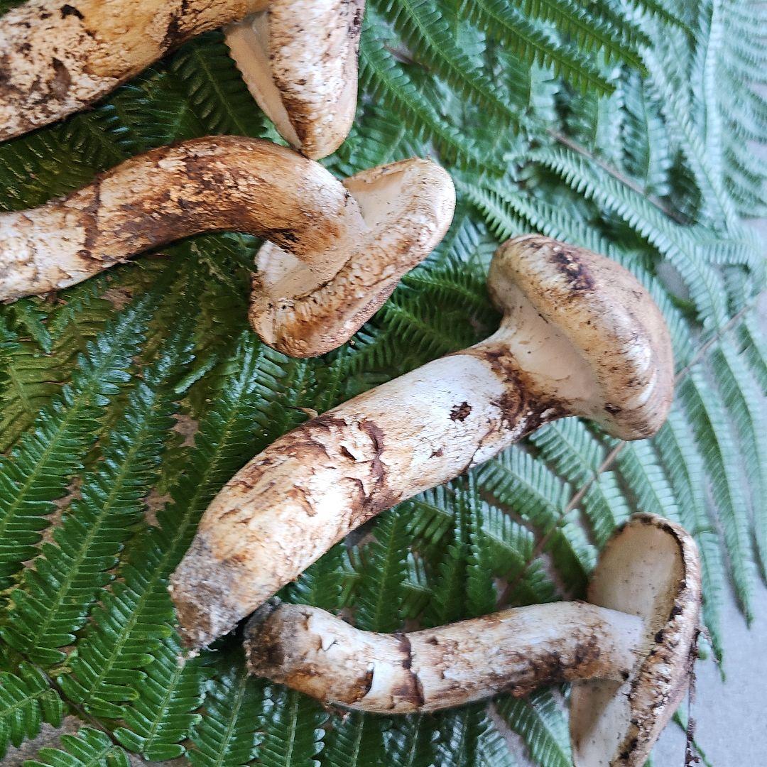 広島県産 松茸207g+　さくらこ