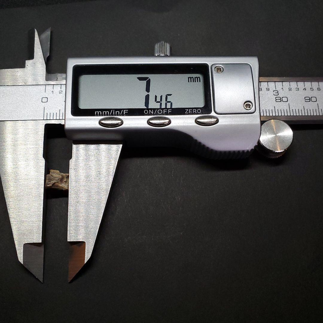 希少 ブラキロフォサウルス 化石 歯 恐竜 モンタナ州産 7.46mm fr85